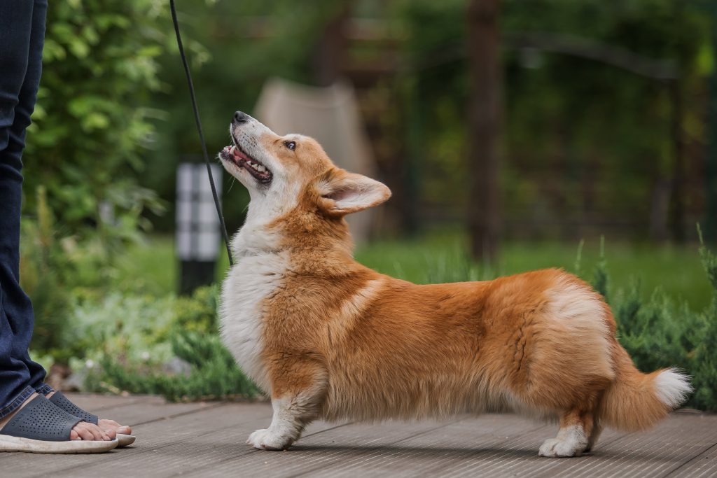 Corgis are the 29th most owned dog breed in New York City.