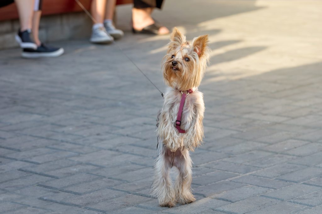 Yorkshire Terriers are the most owned dog breed in New York City.