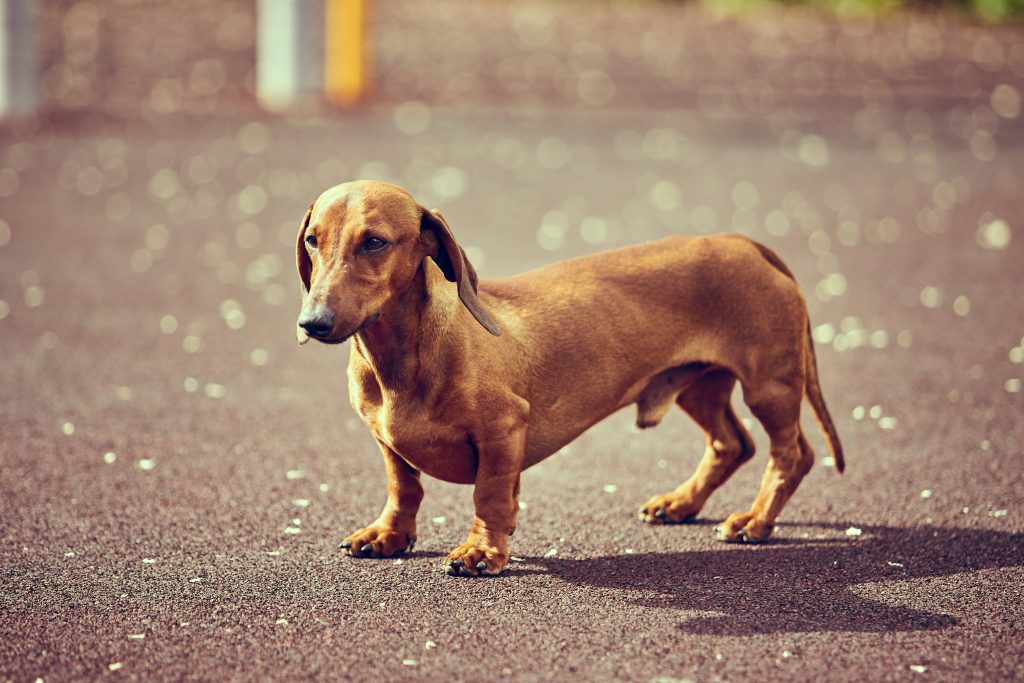 Dachshunds are the 10th most owned dog breed in New York City.