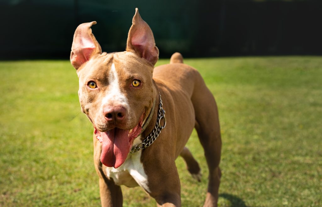AmStaffs are the 27th most owned dog breed in New York City.
