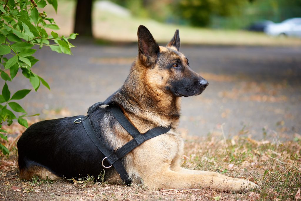 German Shepherds are the 8th most owned dog breed in New York City.