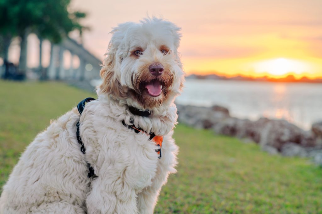 Goldendoodles are the 23rd most owned dog breed in New York City.