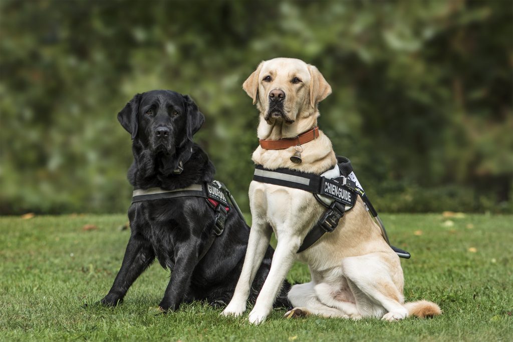 Labrador Retrievers are the 4th most owned dog breed in New York City.