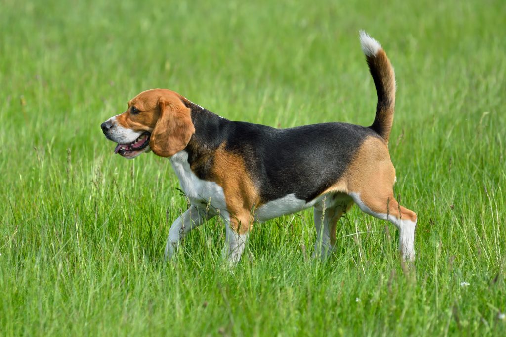 Beagles are the 9th most owned dog breed in New York City.