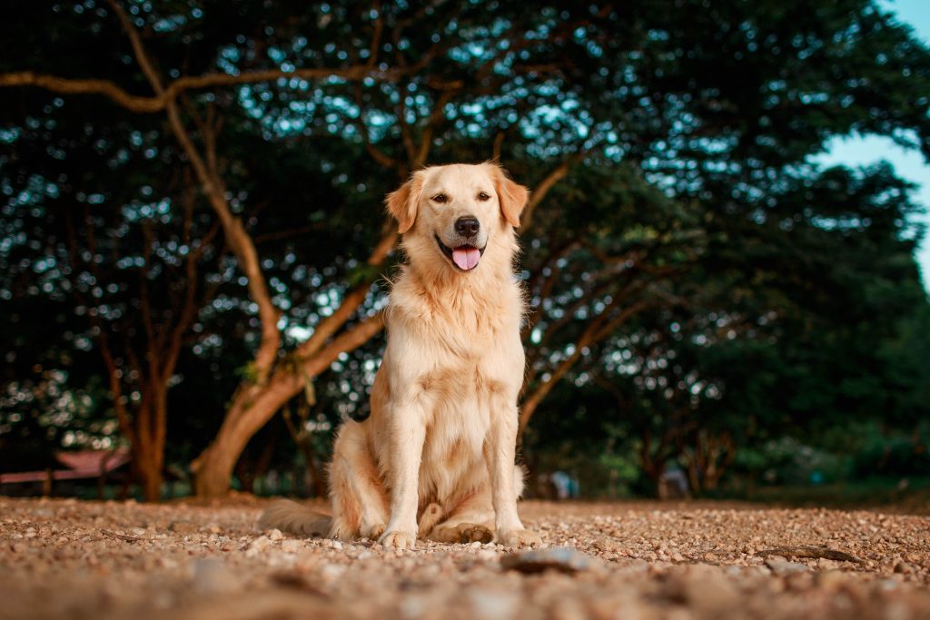 Golden Retrievers are the 15th most owned dog breed in New York City.