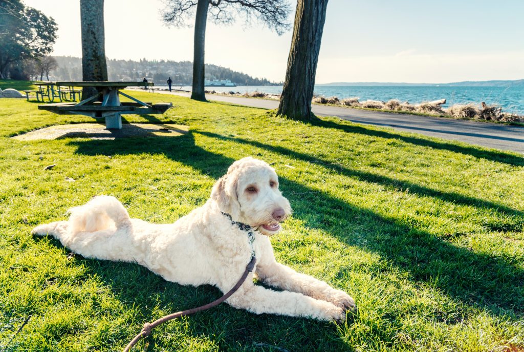 Labradoodles are the 28th most owned dog breed in New York City.