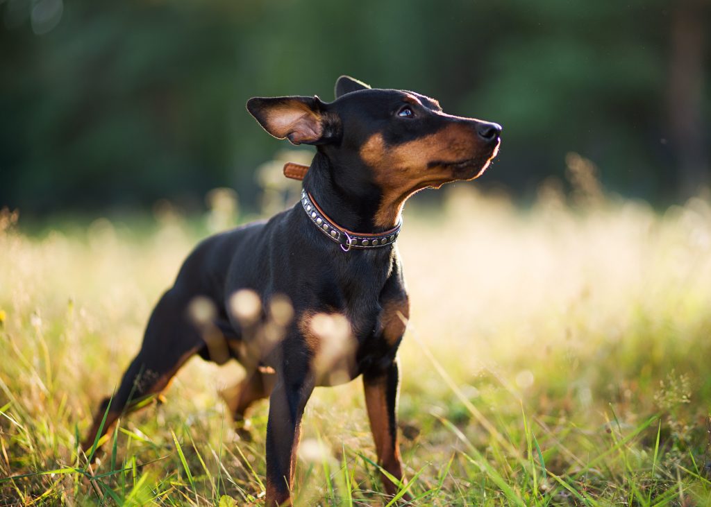Miniature Pinschers are the 30th most owned dog breed in New York City.