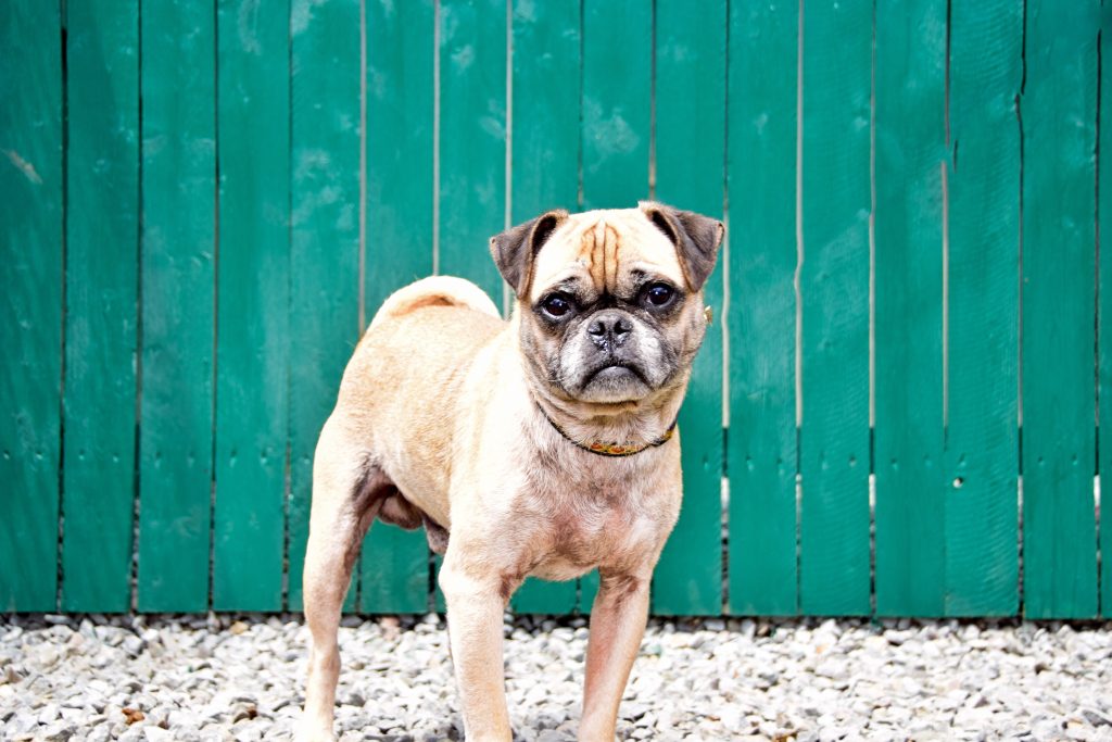 Pugs are the 22nd most owned dog breed in New York City.