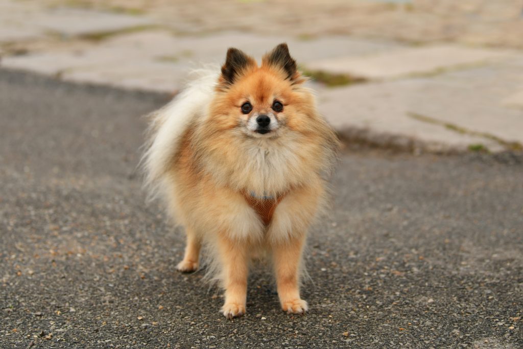 Pomeranians are the 11th most owned dog breed in New York City.