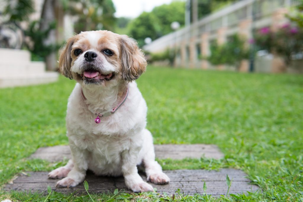 Shih Tzus are the 2nd most owned dog breed in New York City.