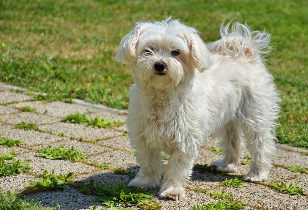 Maltese are the 6th most owned dog breed in New York City.