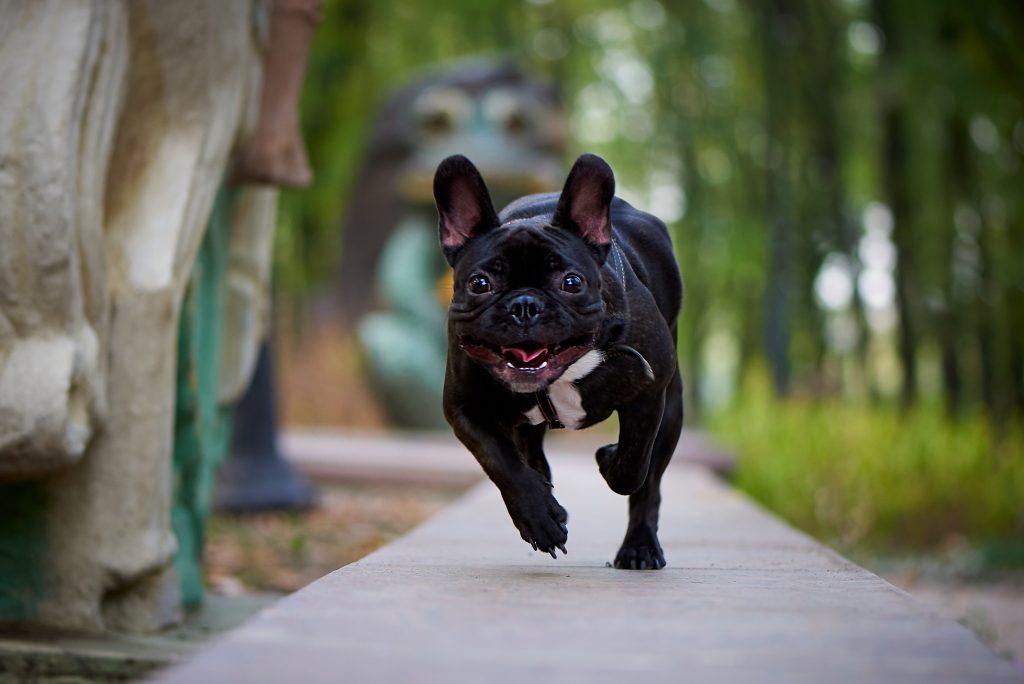French Bulldogs are the 12th most owned dog breed in New York City.