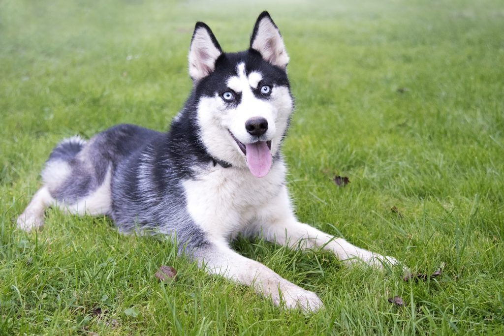 Siberian Huskies are the 21st most owned dog breed in New York City.