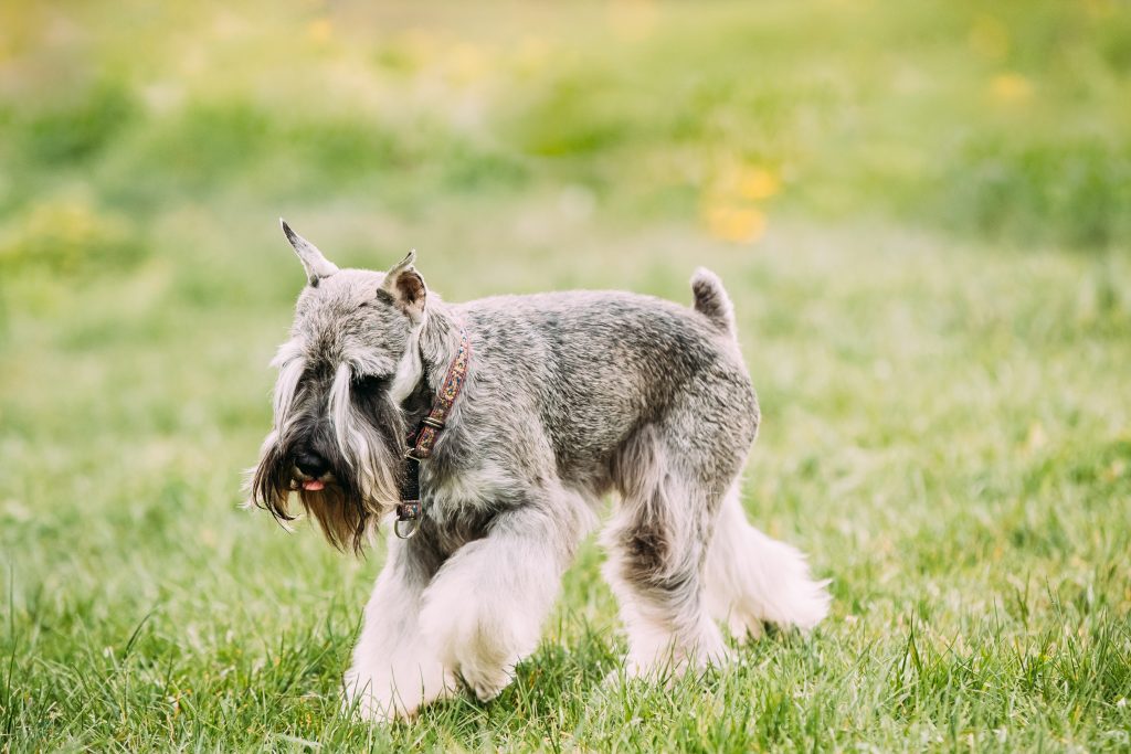 Schnauzers are the 14th most owned dog breed in New York City.