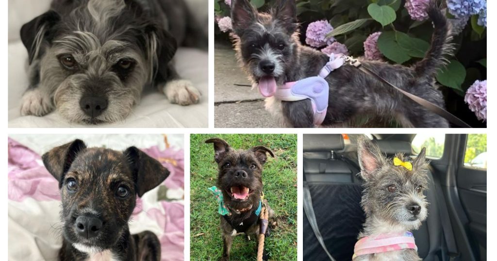 Mini Boston 7 Things To Know About The Miniboz – Boston Terrier Miniature Schnauzer ...