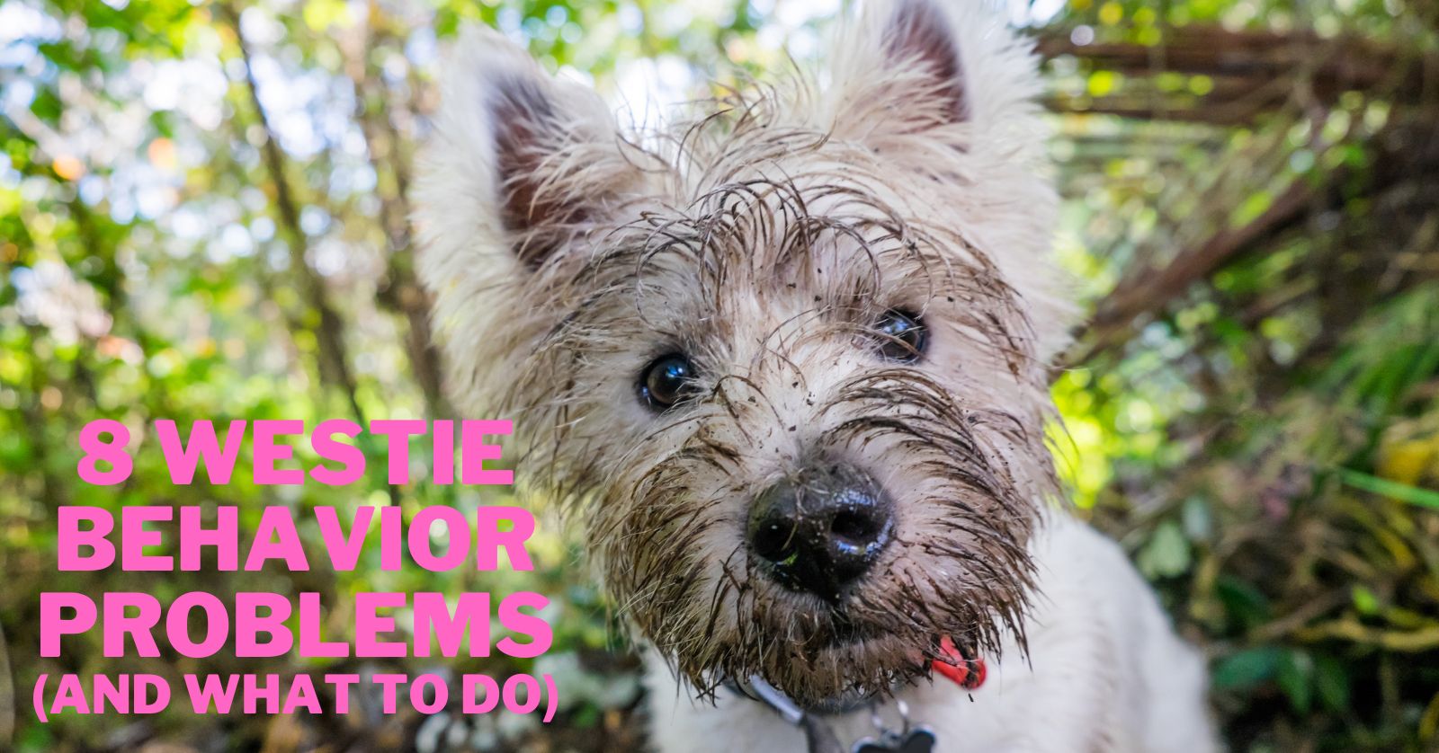 8 Westie Behavior Problems And What To Do About Them Terrier Owner 8 Westie Behavior Problems And What To Do About Them Terrier Owner