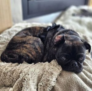 7 Things to Know About Buggs (Boston Terrier Pug Mixed Breed) - Terrier ...