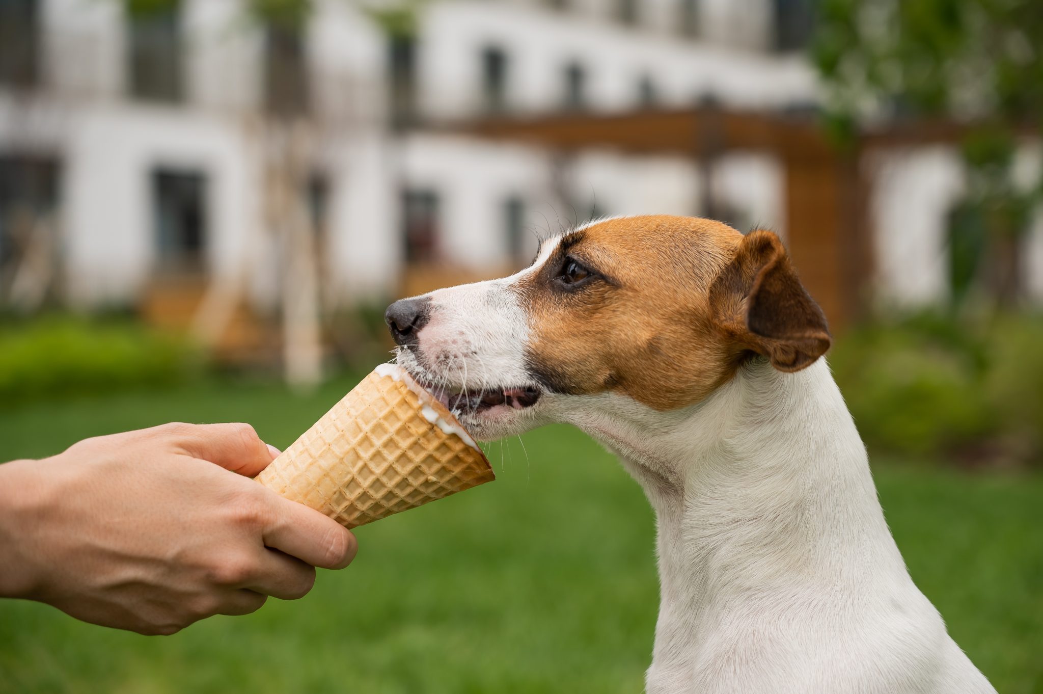 What Percentage of Dogs Are Allergic to Dairy? (Plus Difference vs ...
