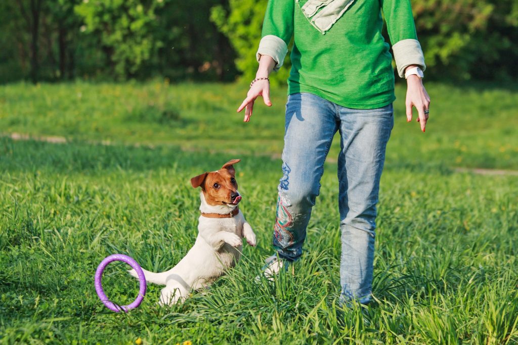 Jack Russell Terrier playing outside with owner.
