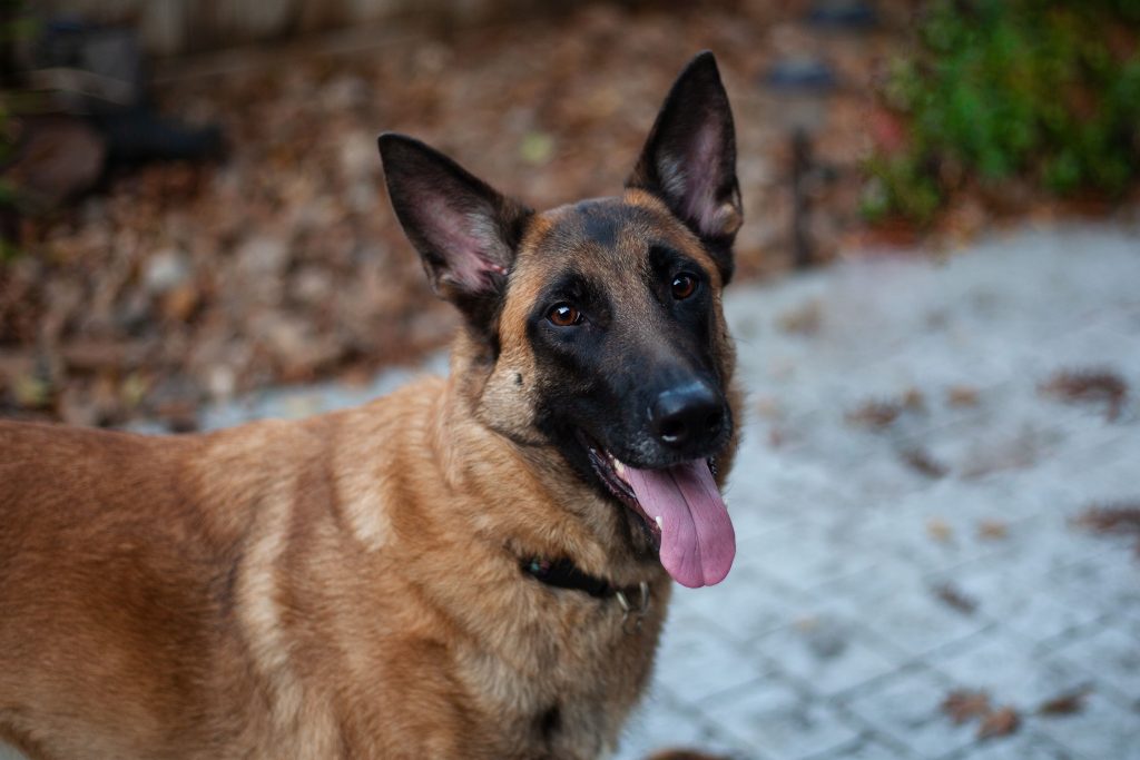 Belgian Malinois dog breed