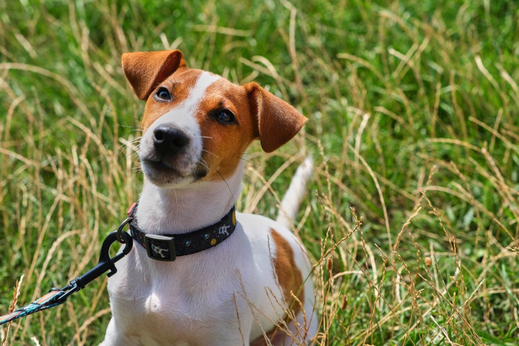 Jack Russell Terrier on a leash sitting outside in the grass
