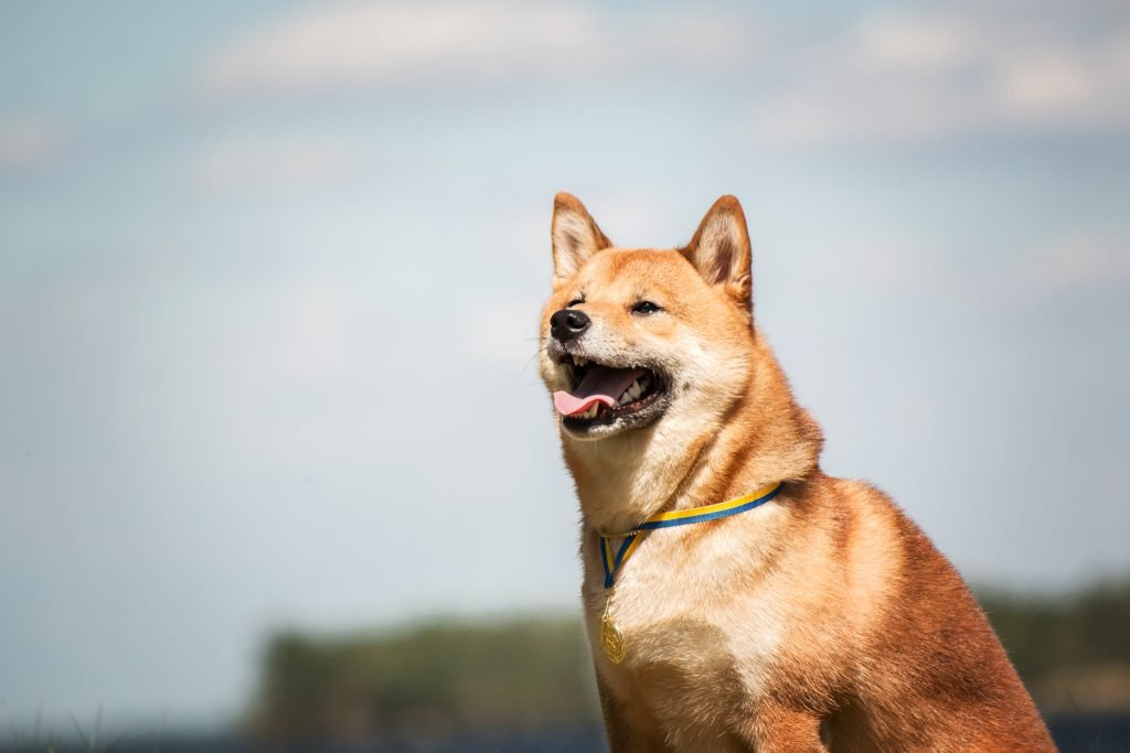 Shiba Inu sitting outside
