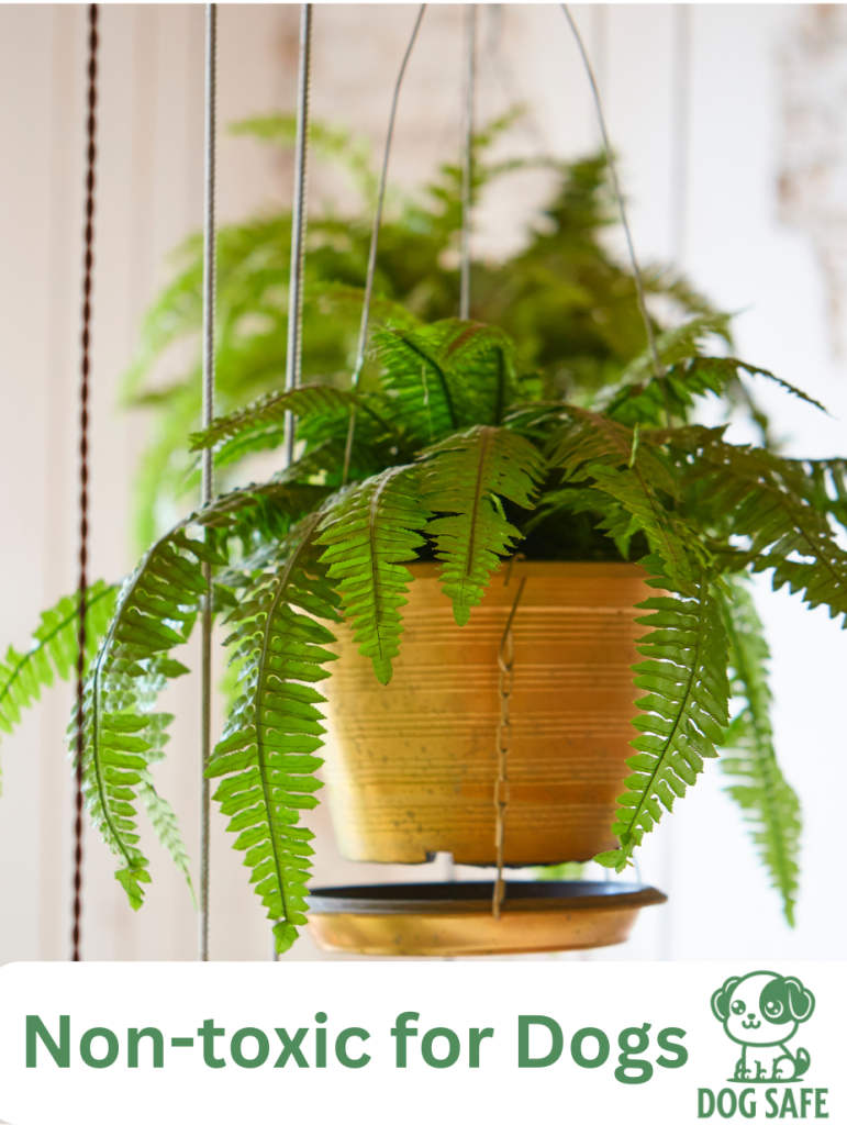 Non-Toxic Houseplant Safe for Dogs Boston Fern (Nephrolepis exaltata)