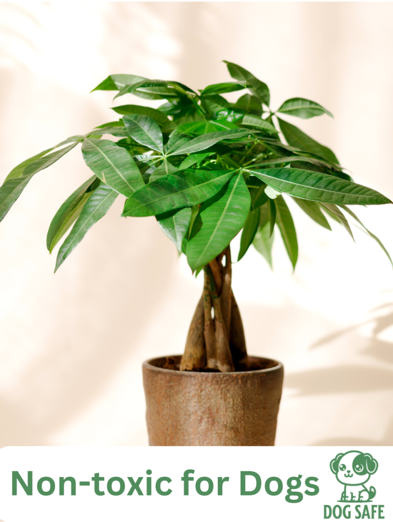 Non-Toxic Houseplant Safe for Dogs Money Tree (Pachira aquatica)
