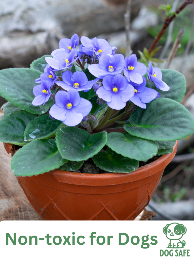 Non-Toxic Houseplant Safe for Dogs African Violet (Saintpaulia)