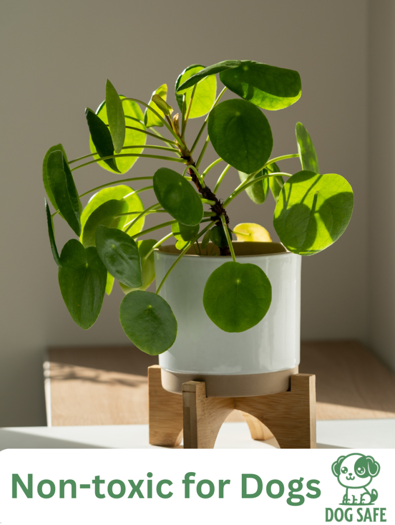 Non-Toxic Houseplant Safe for Dogs Chinese Money Plant (Pilea peperomioides)