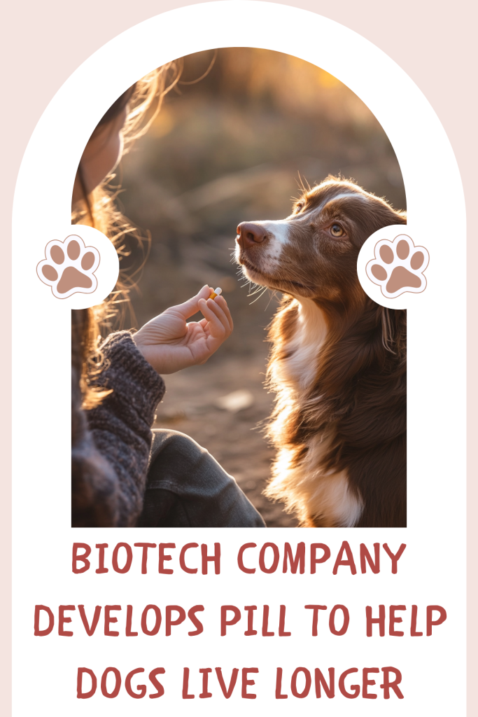 BIOTECH COMPANY DEVELOPS PILL TO HELP DOGS LIVE LONGER