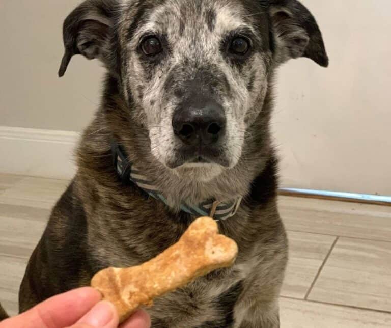 a dog waiting patiently for a bone shaped dog treat