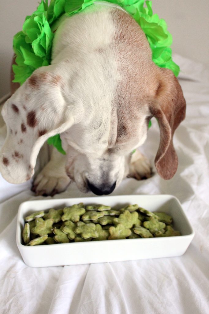 A dog looking at a dish filled with green star shaped dog treats