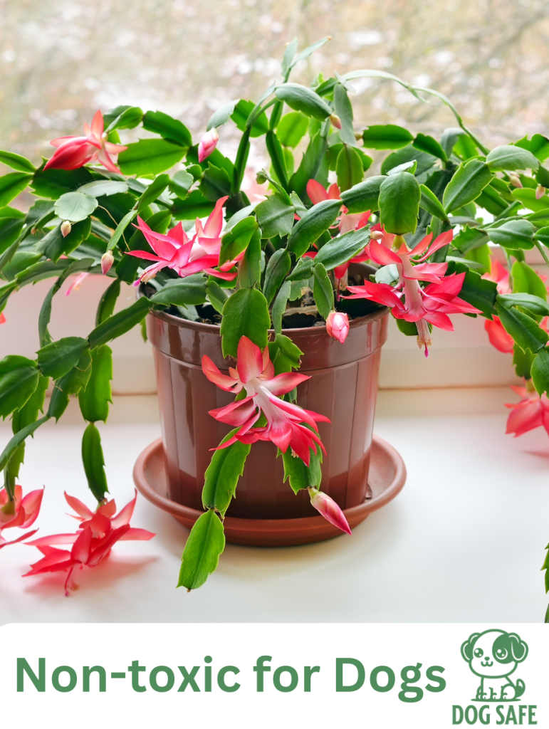 Non-Toxic Houseplant Safe for Dogs Christmas Cactus (Schlumbergera bridgesii)
