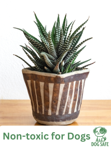 12 Non-Toxic Houseplants Safe for Dogs - Terrier Owner