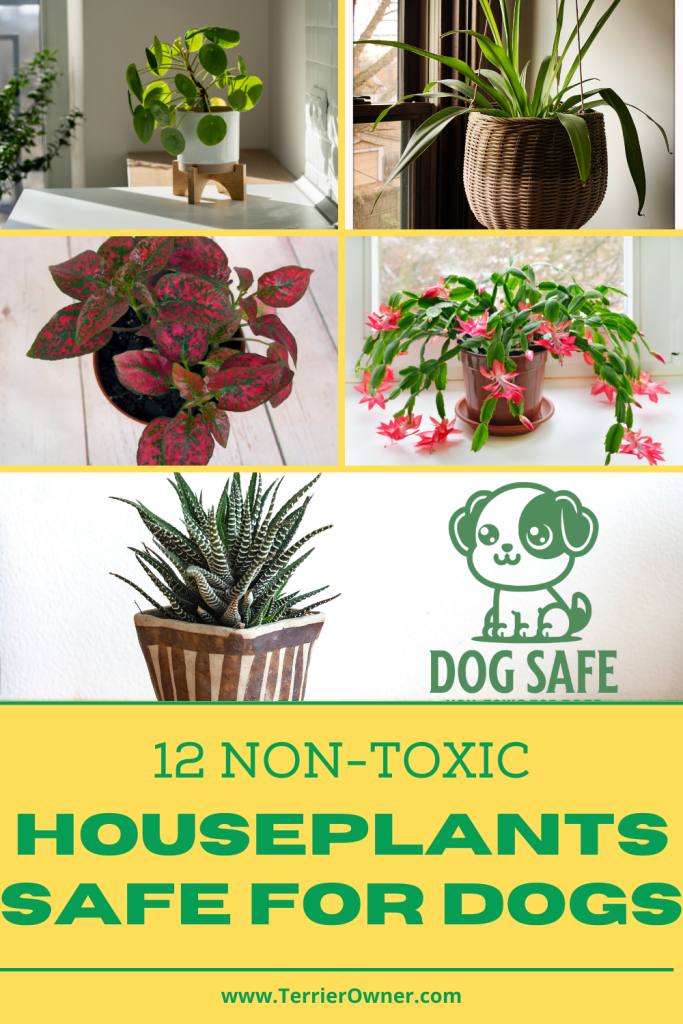12 Non-Toxic Houseplants Safe for Dogs