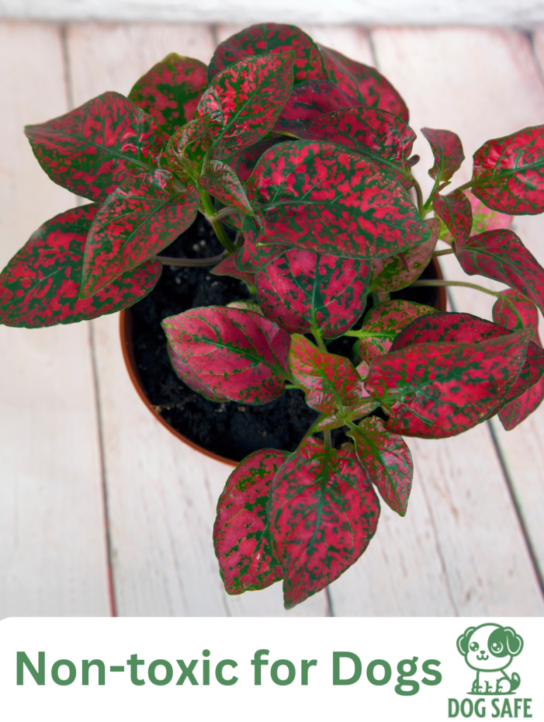 Non-Toxic Houseplant Safe for Dogs Polka Dot Plant (Hypoestes phyllostachya)