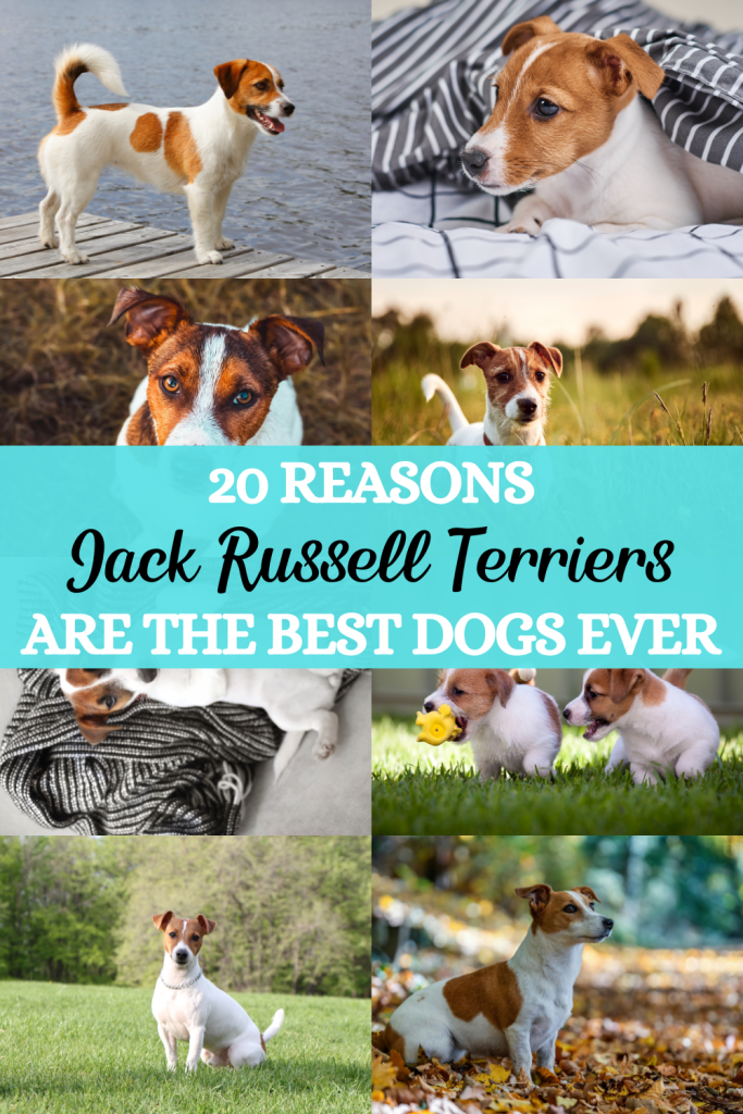 20 Reasons Jack Russell Terriers are the Best Dogs Ever