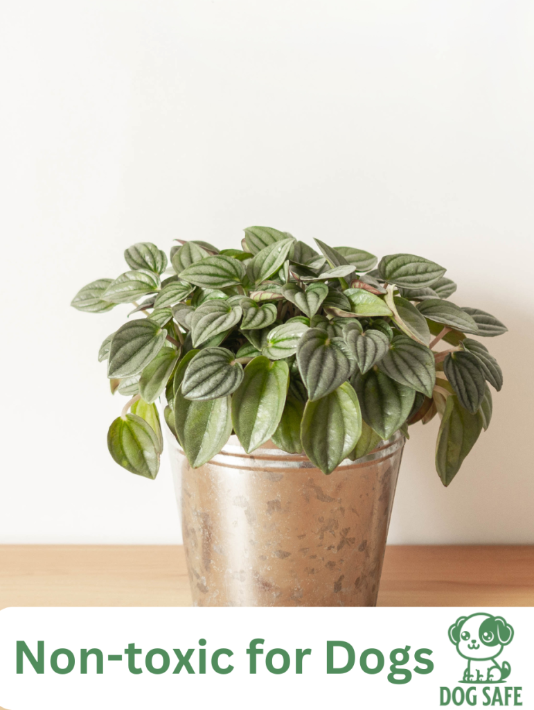 Non-Toxic Houseplant Safe for Dogs Peperomia (Peperomia spp.)