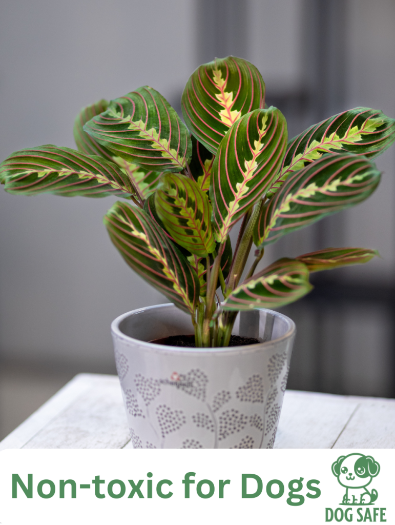Non-Toxic Houseplant Safe for Dogs Prayer Plant (Maranta leuconeura)