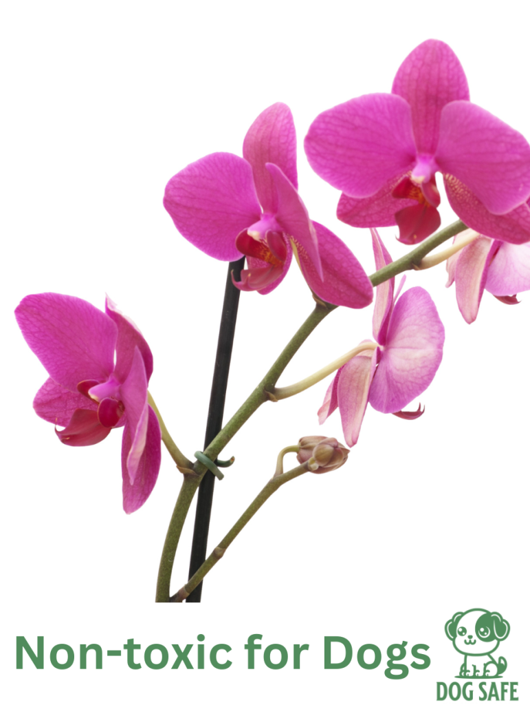 Non-Toxic Houseplant Safe for Dogs Moth Orchid (Phalaenopsis)