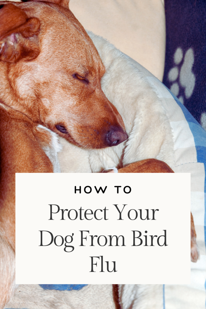 Sick dog. Text reads How to Protect Your Dog From Bird Flu