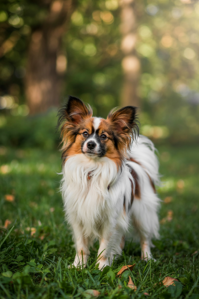 Papillon